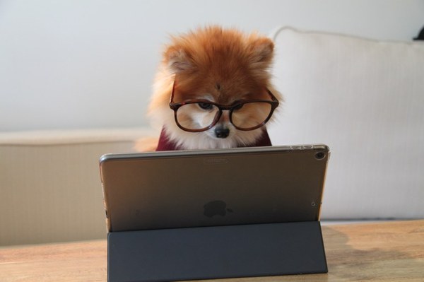 Dog Working on Computer